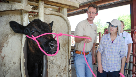 A cow with a pink rope bridle around its nose is watched by an instructor and student.