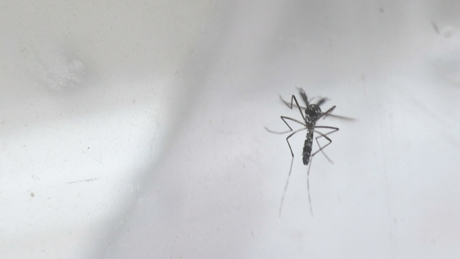 An Asian tiger mosquito in a trap.