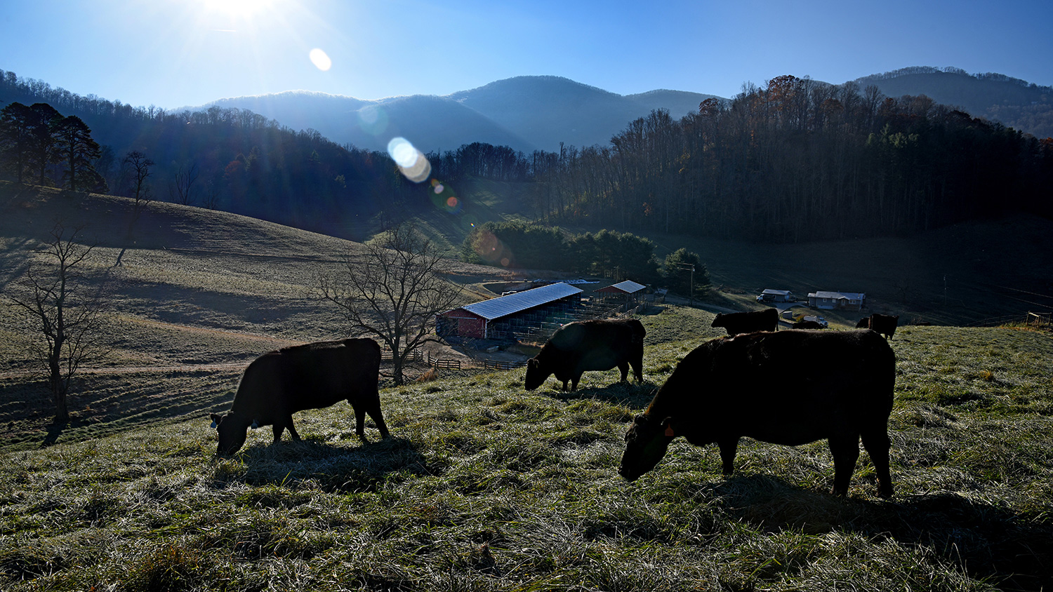 Cattle in field