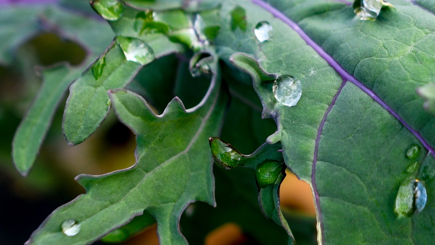 Detail of leaf on Sankofa Farms