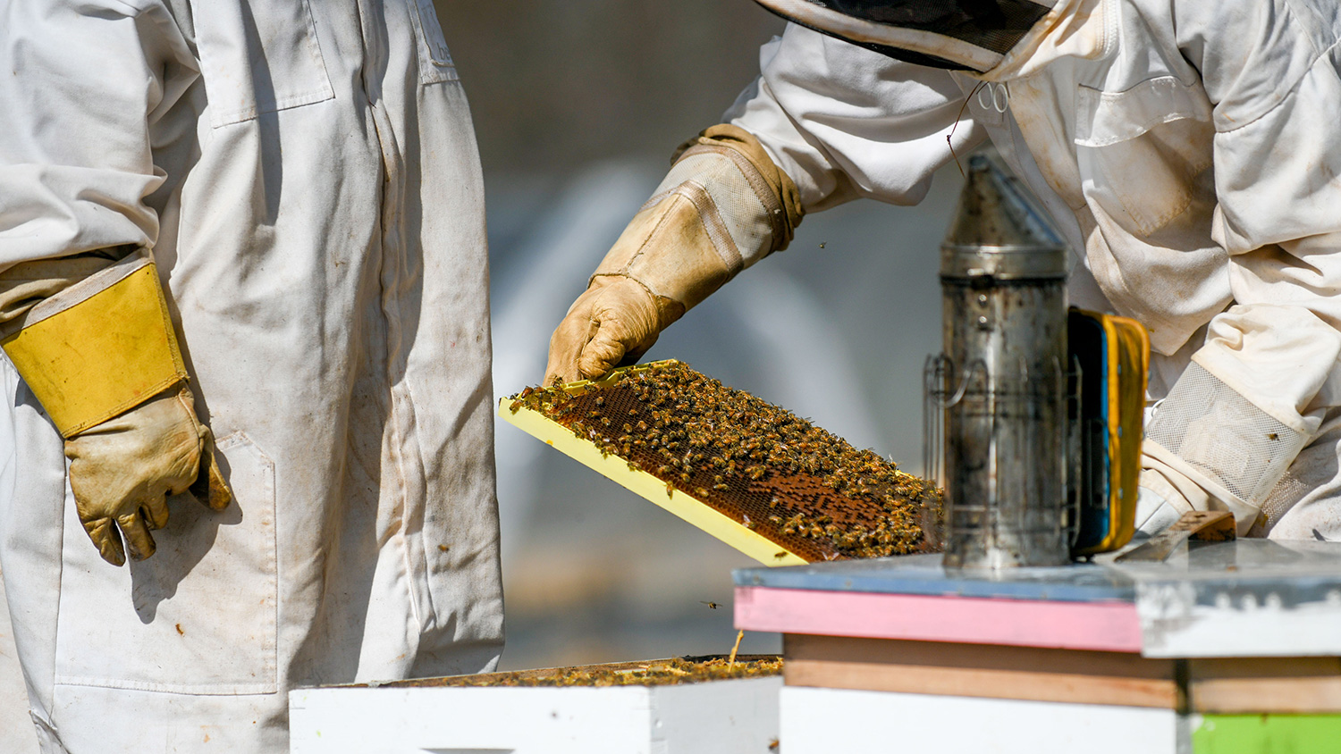 Beekeepers on Sankofa Farms